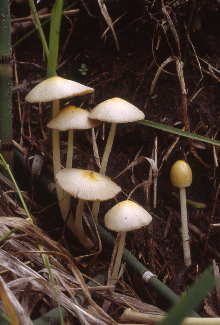 Bolbitius titubans